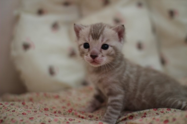 뱅갈고양이 분양 오묘한 매력에 칼라 스노우밍크 관련 이미지 3