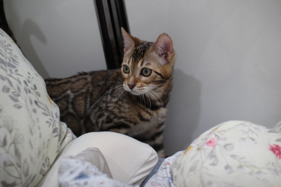 포동포동 귀염둥이 뱅갈고양이 남아예요~ 관련 이미지 6