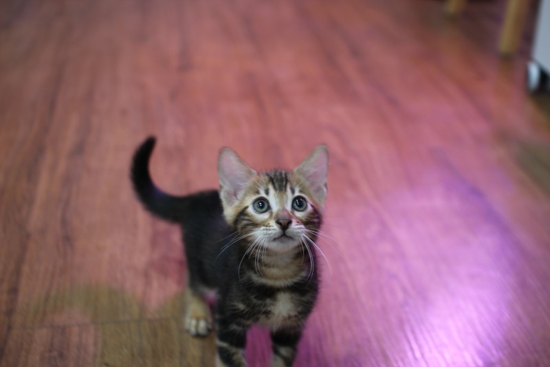 마블 뱅갈고양이 남아 분양해요~ 관련 이미지 4