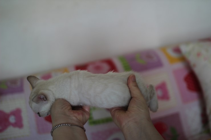 스노우뱅갈고양이 꼬맹이 여아예요~ 관련 이미지 6