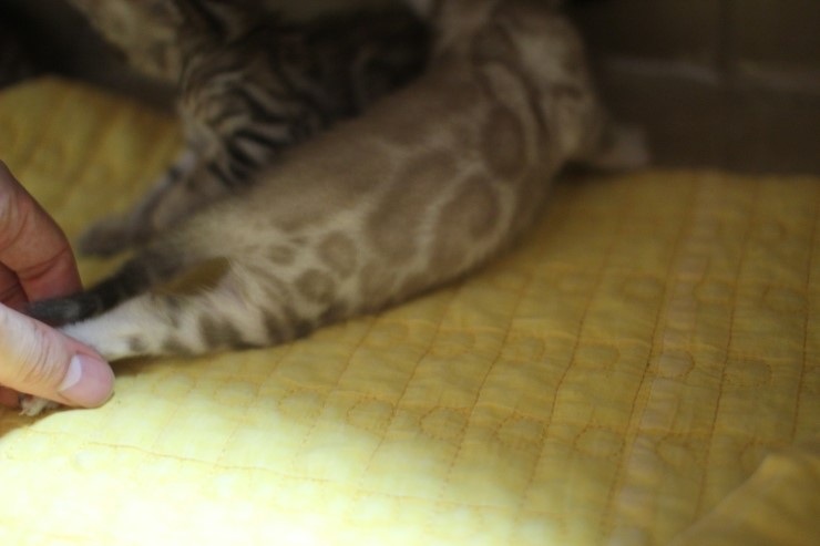 스노우 밍크 뱅갈고양이 남아 예약 분양 합니다~ 관련 이미지 1