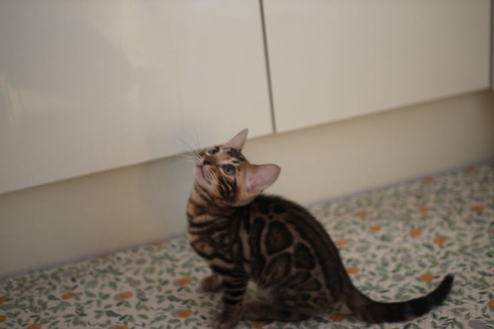 뱅갈고양이분양 장군이,아롱이, 탑식이~ 관련 이미지 15