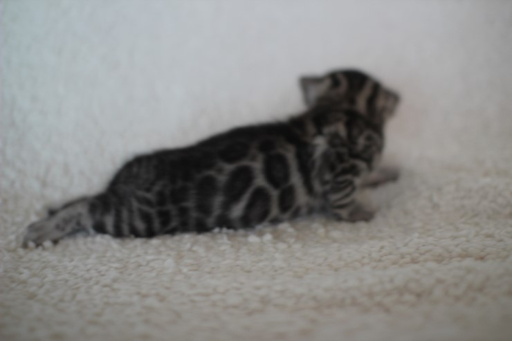 뱅갈고양이 분양 어쩜 이리도 화려할수 있을까 관련 이미지 18