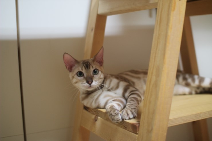 귀염둥이 실밍크 뱅갈고양이 슈퍼히어로~ 관련 이미지 3