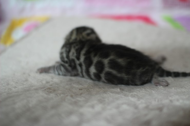 실버뱅갈고양이 꼬물이들 탄생 샤샤샷 관련 이미지 12