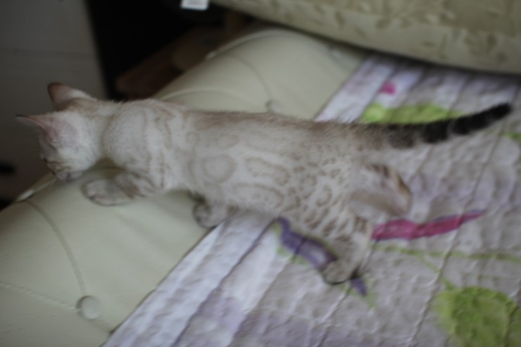 스노우 뱅갈고양이 밍돌이와 밍순이 ㅎㅎ 관련 이미지 1