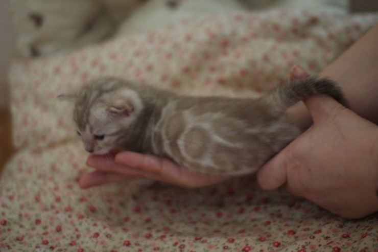 실밍크뱅갈고양이 여아 해외로 고~고 관련 이미지 2
