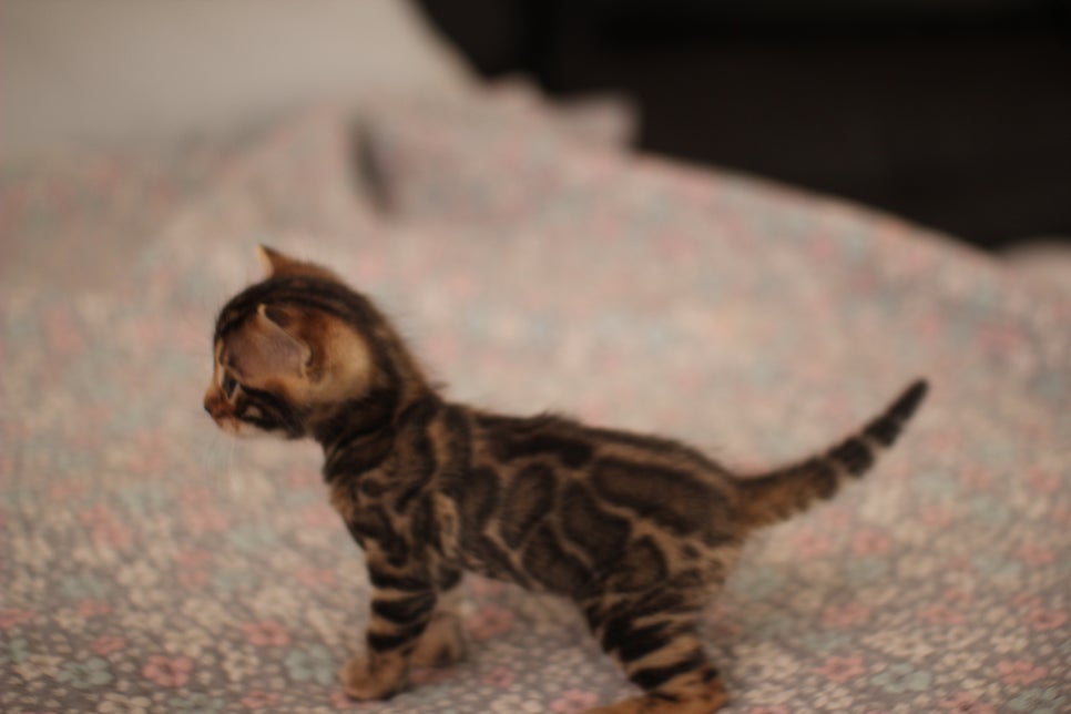 빅로젯 뱅갈남아 분양해요~ 관련 이미지 4