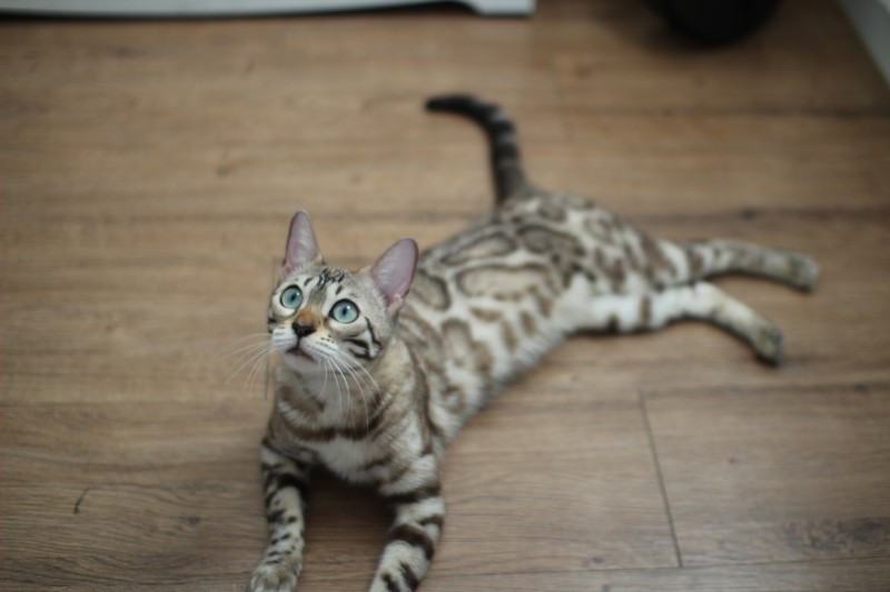 초미묘에 순한 개냥이 실밍크뱅갈고양이 성묘 여아 분양해요~ 관련 이미지 5