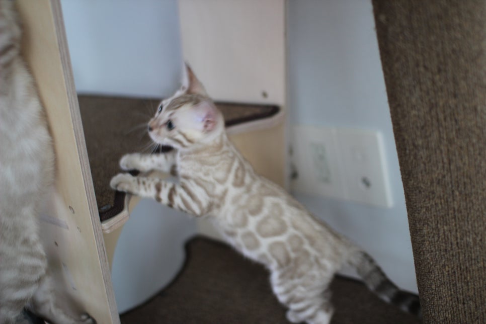 요정같이 생긴 실밍크뱅갈고양이 여아 분양해요~ 관련 이미지 15