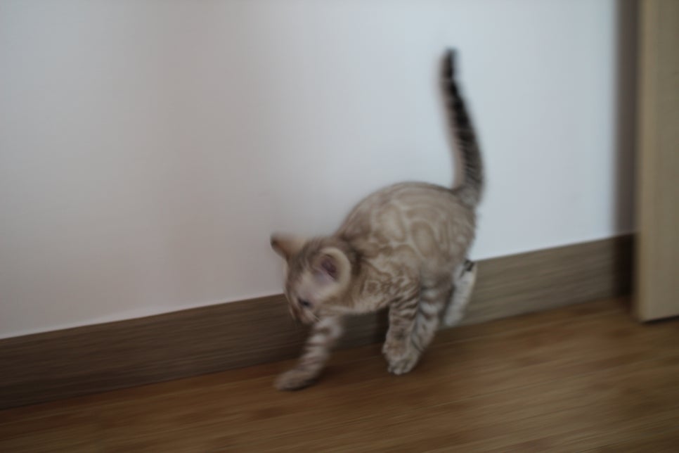 스노우뱅갈고양이 킹군이 숨바꼭질 놀이중 관련 이미지 6