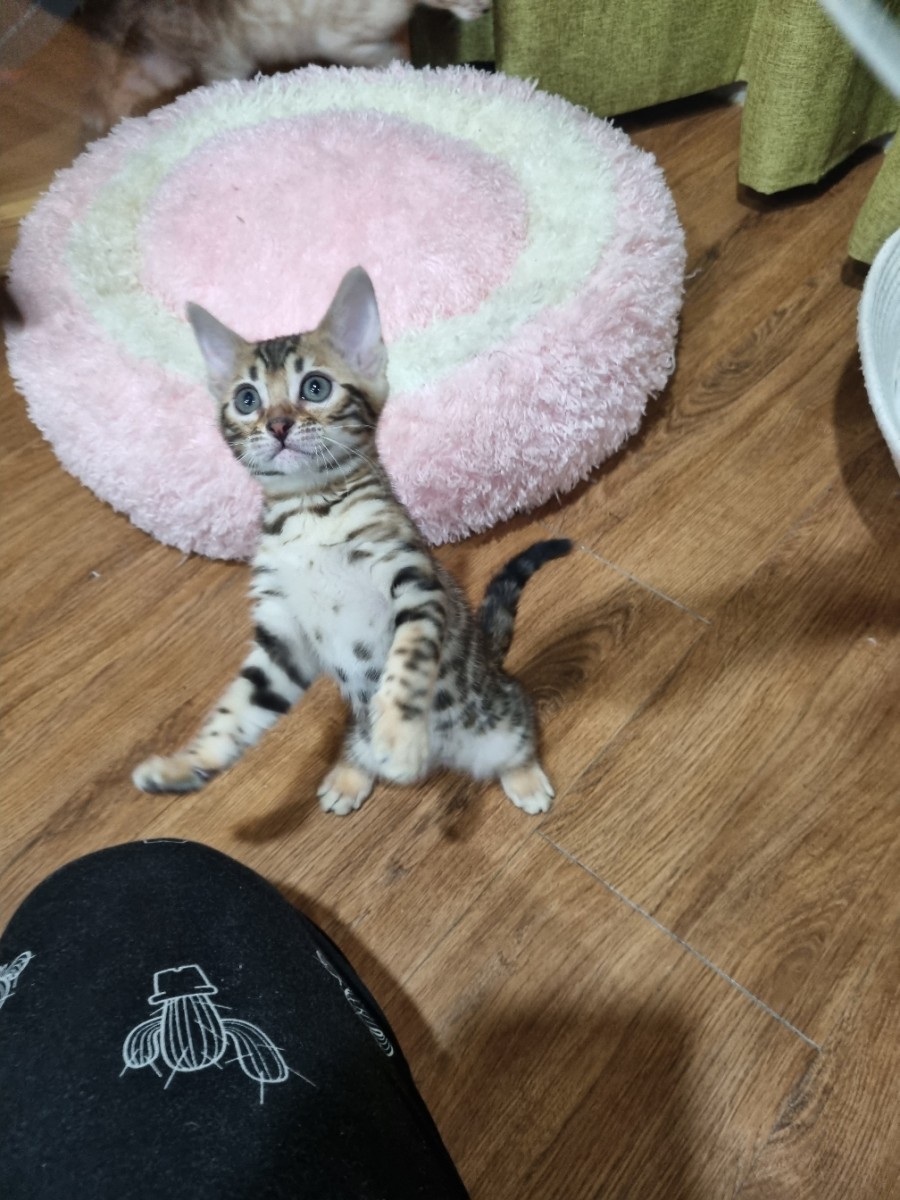 브라운 뱅갈고양이 여아 분양합니다~ 관련 이미지 3