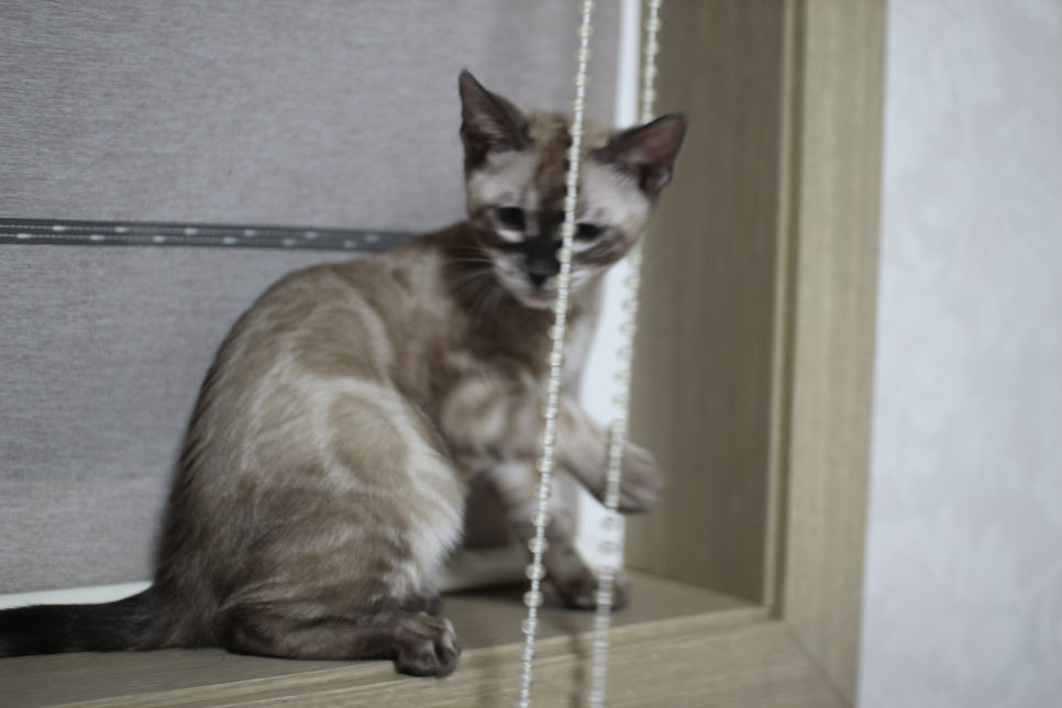 스노우뱅갈고양이 삼총사~ 관련 이미지 5