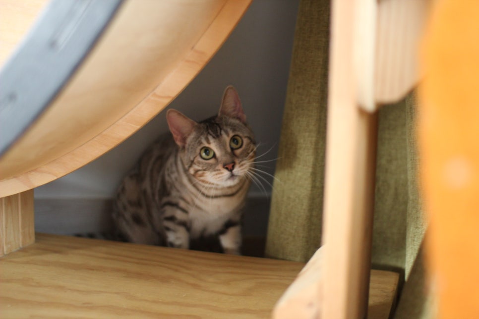 실버뱅갈고양이 분양중인 여아 오늘 모습 입니다~ 관련 이미지 3