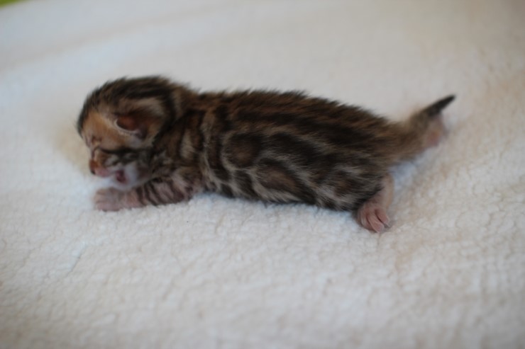 실버,브라운 뱅갈고양이 꼬물이들 사진 입니다 관련 이미지 11