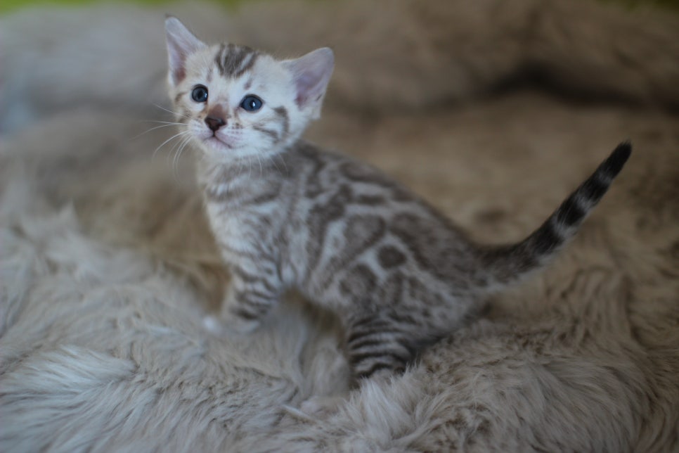 뱅갈고양이 분양 부티가 흘러요 흘러~ 관련 이미지 1