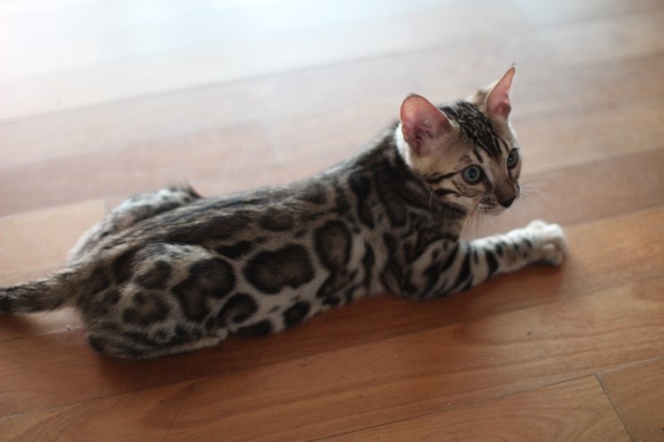 뱅갈고양이 남아 동글이 분양해요~^^ 관련 이미지 8