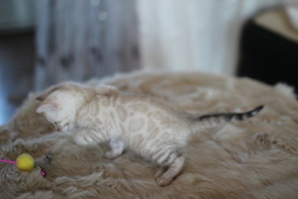 스노우뱅갈고양이 분양 오늘 빠져들어 볼까요? 관련 이미지 14