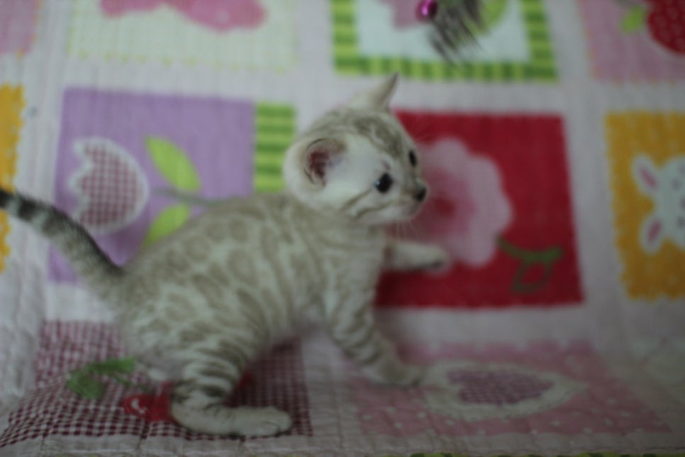 앙증,깜찍 스노우 뱅갈고양이 꼬맹이들~~ 관련 이미지 14