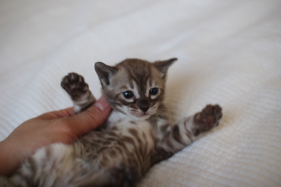 밍크차콜 뱅갈고양이 남아 예약 분양 합니다~ 관련 이미지 7