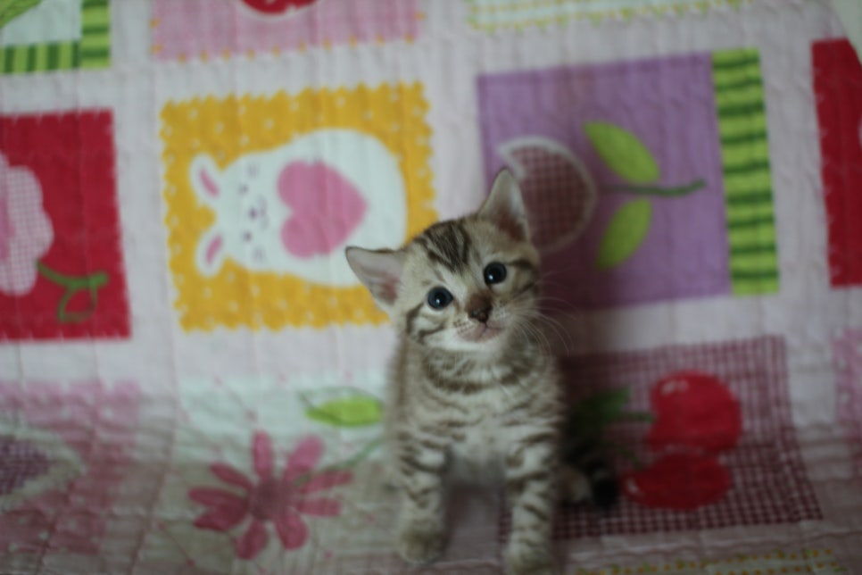 스노우뱅갈고양이 분양 오늘 빠져들어 볼까요? 관련 이미지 5