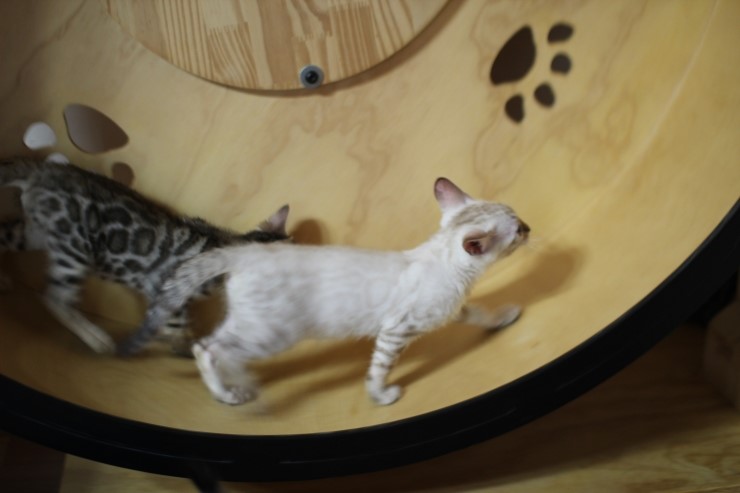 뱅갈고양이 캣휠 선수들 입장이요~ 관련 이미지 8