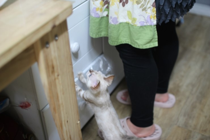 뱅갈고양이,스노우뱅갈고양이,뱅갈고양이 분양, 엄마 맛있는 닭고기 빨리 주세요~~배고파요 ~~~ 관련 이미지 1