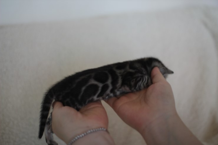 실버뱅갈고양이 클라우드 로젯 여아예요 관련 이미지 2