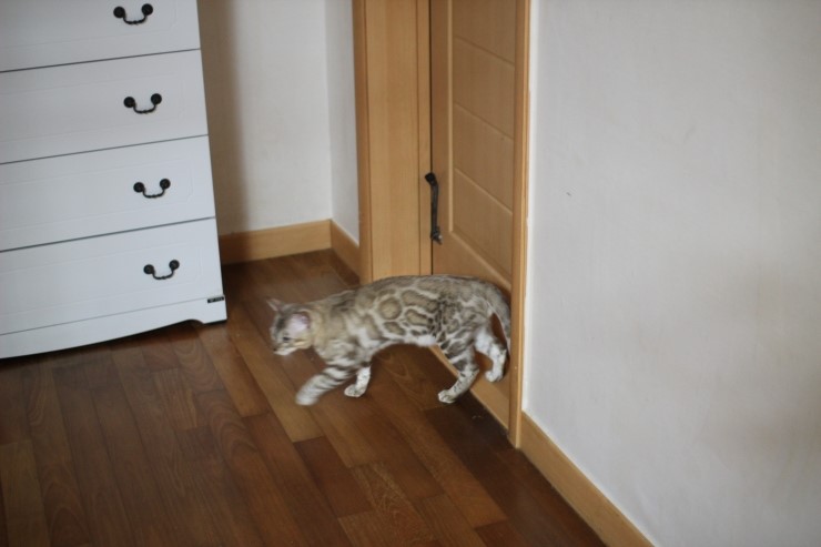 실밍크 뱅갈고양이 킹이예요~~ 관련 이미지 3