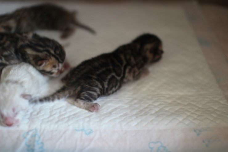 뱅갈고양이 예약된 여아~ 관련 이미지 1