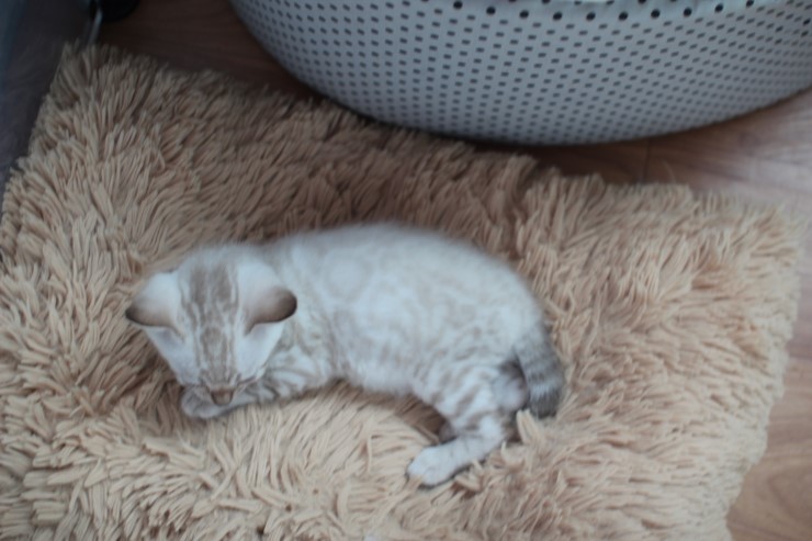 뱅갈고양이 꼬맹이들~ 관련 이미지 7