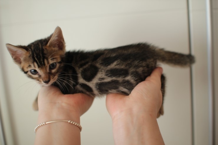 뱅갈고양이 분양 완전히 빠졌네 빠졌어~ 관련 이미지 28