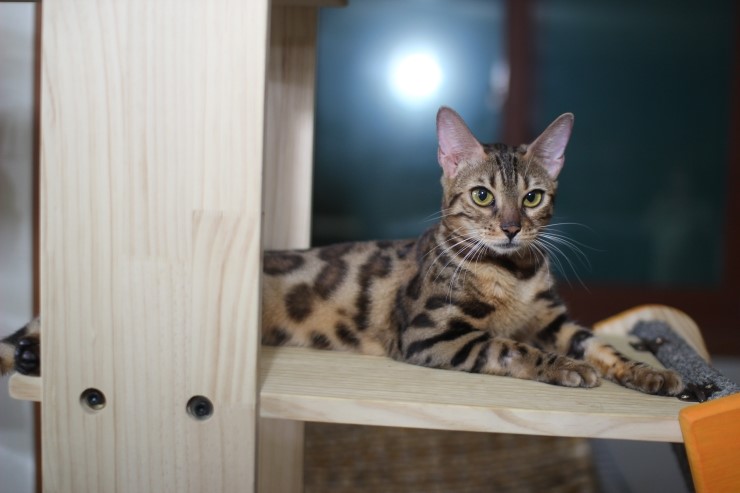 뱅갈고양이.저희집 뱅갈고양이들이예요^^ 관련 이미지 4