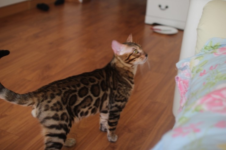 소유캐터리 뱅갈고양이 종묘 골든레인 입니다~ 관련 이미지 5