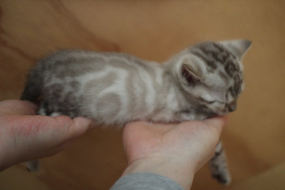 스노우뱅갈고양이 여아예요~ 관련 이미지 10