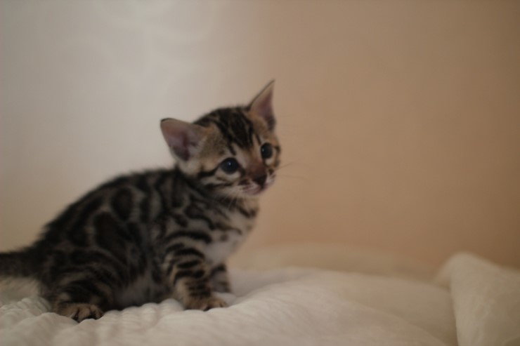 뱅갈고양이 분양 그냥 지나칠수 없을걸? 관련 이미지 5