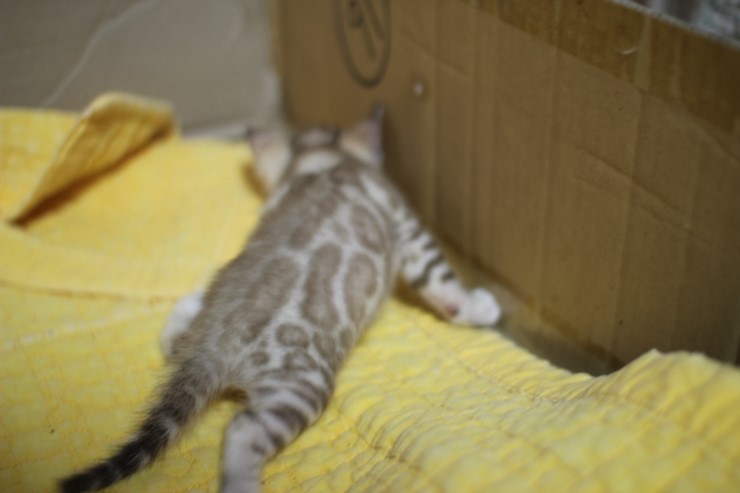 스노우 밍크 뱅갈고양이 남아예요~ 관련 이미지 10