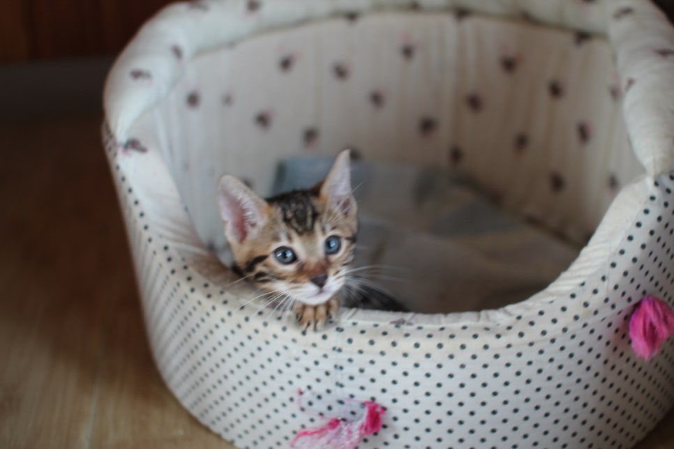 성격좋은 개냥이 뱅갈고양이를 찾으세요? 관련 이미지 5