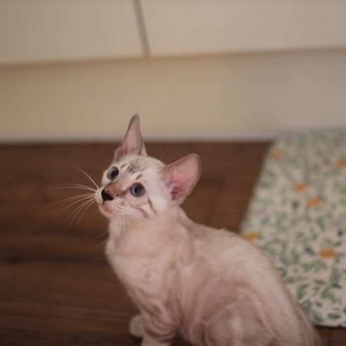 강아지니? 고양이니? 관련 이미지 4