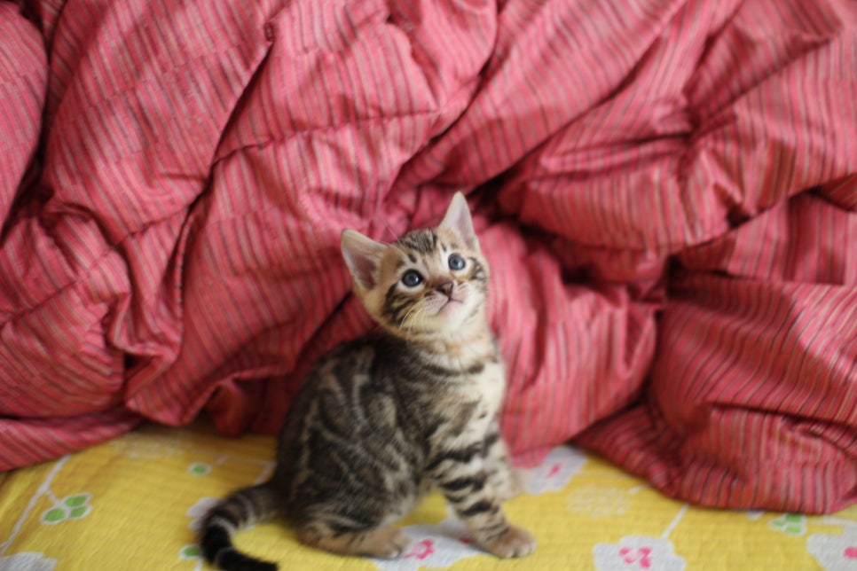 뱅갈고양이 남아 분양중 입니다~ 관련 이미지 1