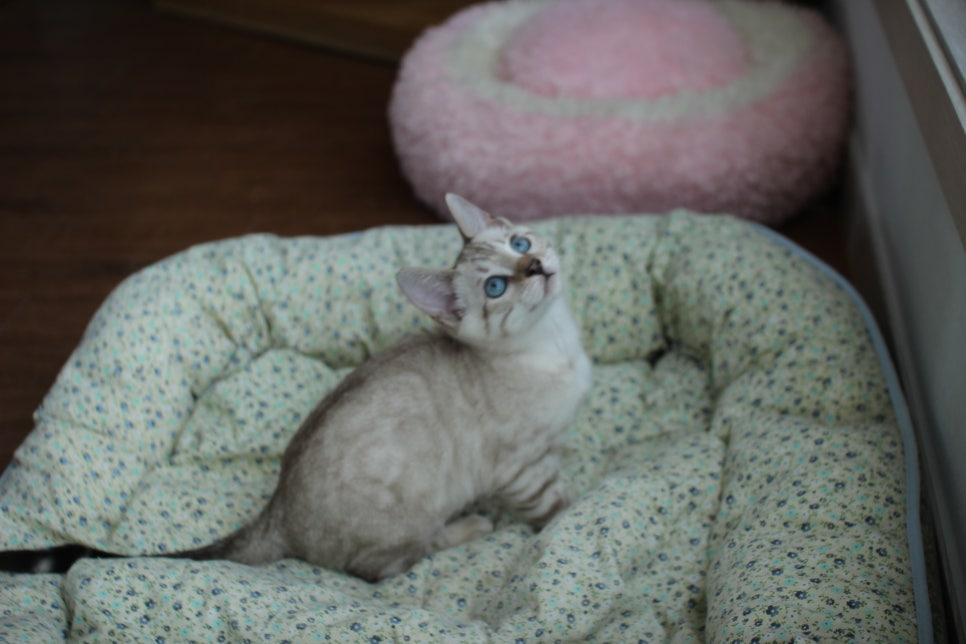 스노우뱅갈고양이 남아 분양해요~ 관련 이미지 5