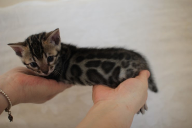 비슷한 패턴에 뱅갈고양이 남매~ 관련 이미지 1