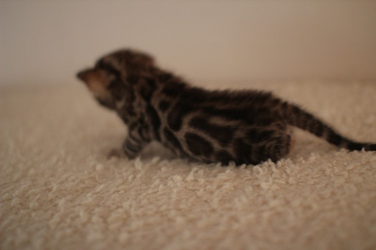 브라운 남아예요~ 관련 이미지 5