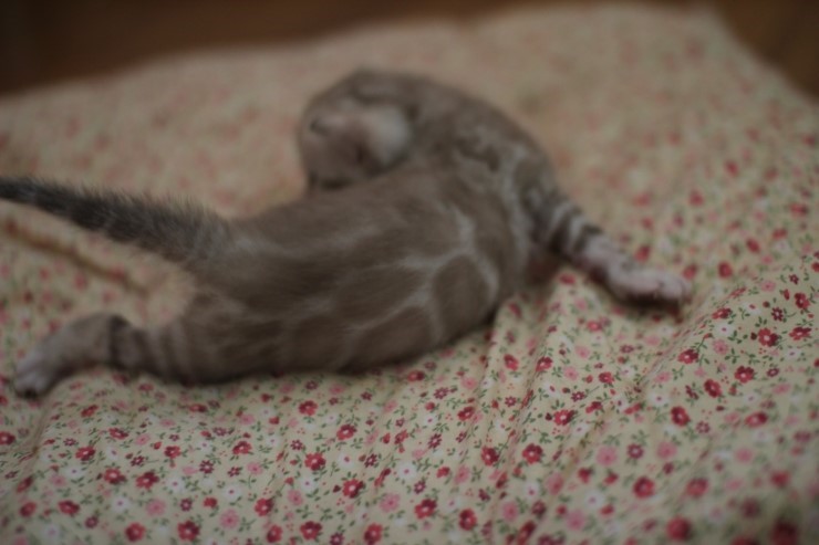 실밍크뱅갈고양이 여아 해외로 고~고 관련 이미지 1