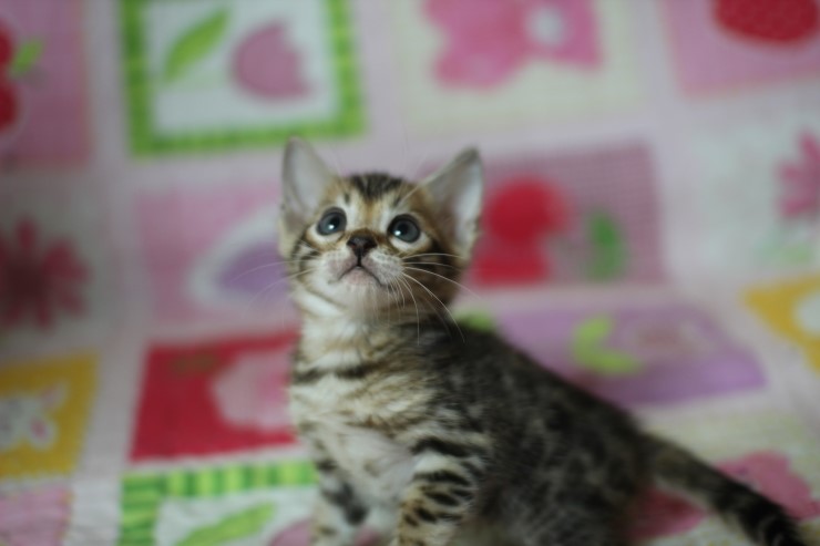 뱅갈고양이 분양 진정한 개냥이란? 관련 이미지 16