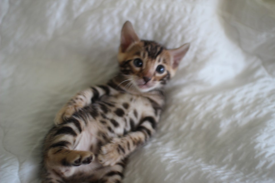 미남 뱅갈고양이에 애교발사~ 관련 이미지 6