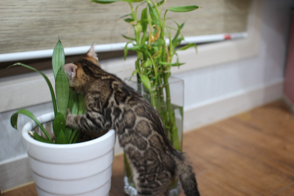 화초는 건들지 말자 ㅎㅎ; 관련 이미지 4