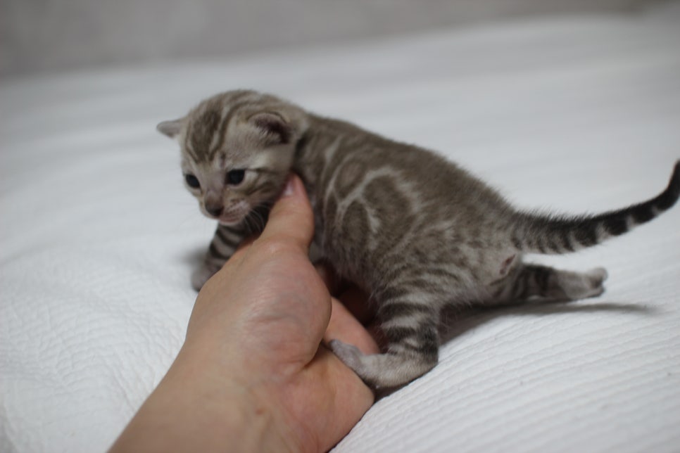 밍크뱅갈고양이 여아 분양 합니다~ 관련 이미지 2