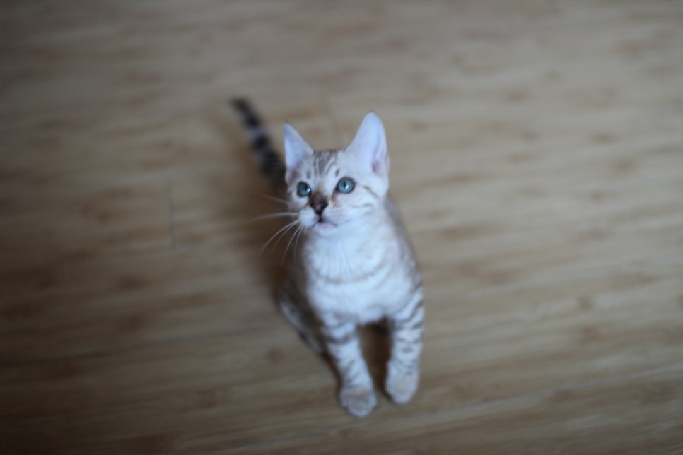 실밍크 뱅갈고양이 키퍼여아 애교가 끝내줘요~ 관련 이미지 6