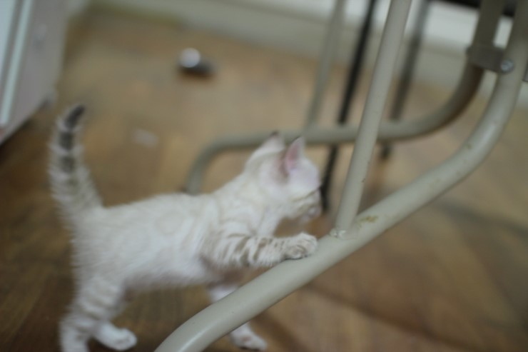 하얀 눈꽃송이 스노우뱅갈고양이 꼬맹이 여아예요 관련 이미지 2